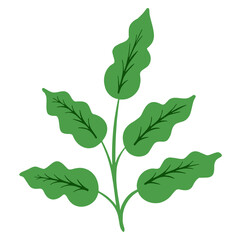 leaves isolated on white