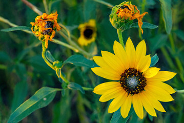 sunflower