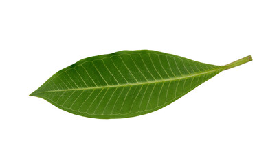 Green leaf isolated on white background.