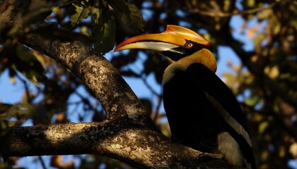 A Great Indian Hornbill sitting on a branch of a tree in a rain forest