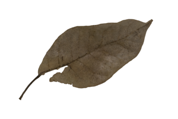Dried Leaf