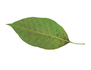 Green leaf