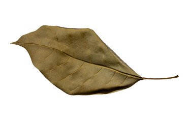 Dried Leaf