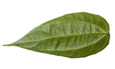 Obraz premium green leaf isolated on white background