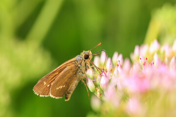 Rice skipper butterfly, A butterfly is on the flower