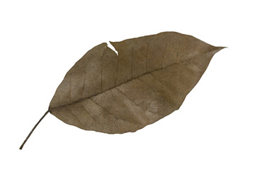 Dried Leaf