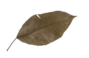 Dried Leaf