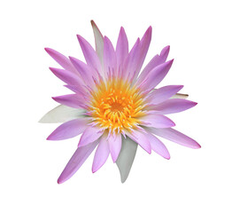 Lotus or Water lily or Nymphaea flower. Close up pink lotus flower isolated on transparent background.