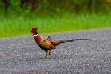 Ring-necked pheasant (Phasianus colchicus) standing on an asphalt road during spring.

