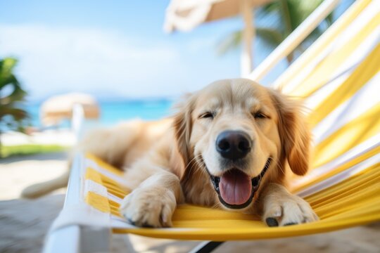 Dog Laid-Back Golden Retriever  Unwinding on Vacation on the beach. Generative AI