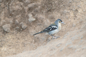 Madeira Chaffinch, Fringilla maderensis