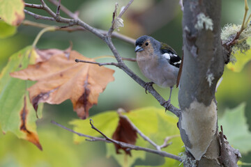 Madeira Chaffinch, Fringilla maderensis