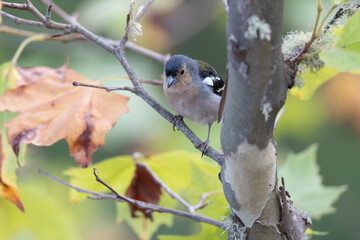 Madeira Chaffinch, Fringilla maderensis