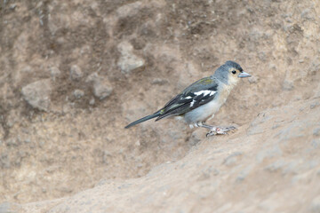 Madeira Chaffinch, Fringilla maderensis
