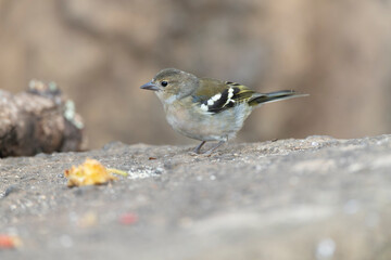 Madeira Chaffinch, Fringilla maderensis