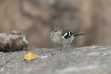 Madeira Chaffinch, Fringilla maderensis