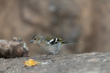 Madeira Chaffinch, Fringilla maderensis