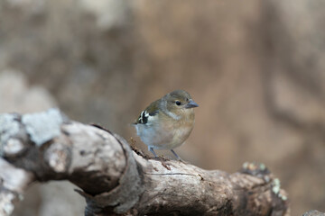 Madeira Chaffinch, Fringilla maderensis