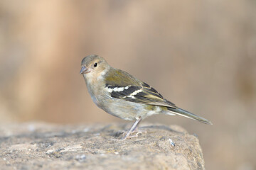 Madeira Chaffinch, Fringilla maderensis