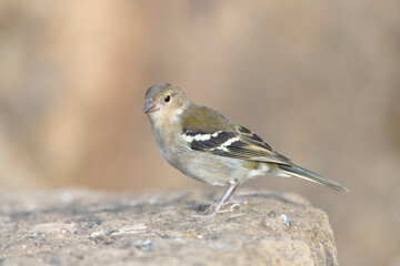 Madeira Chaffinch, Fringilla maderensis