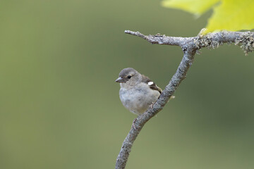Madeira Chaffinch, Fringilla maderensis