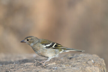 Madeira Chaffinch, Fringilla maderensis