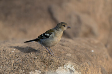 Madeira Chaffinch, Fringilla maderensis