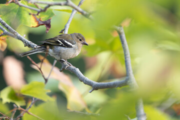 Madeira Chaffinch, Fringilla maderensis
