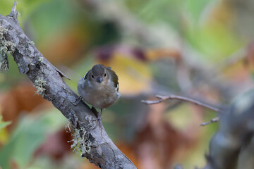 Madeira Chaffinch, Fringilla maderensis