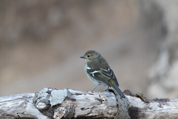 Madeira Chaffinch, Fringilla maderensis