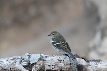 Madeira Chaffinch, Fringilla maderensis