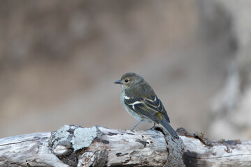 Madeira Chaffinch, Fringilla maderensis