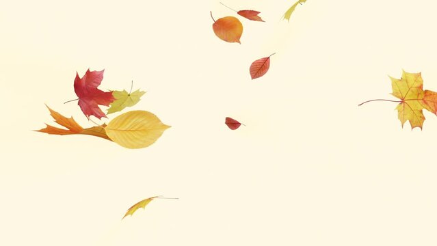 Maple Leaves Fall on Pastel Background. 3D rendering. Fall of maple leaves on pastel background