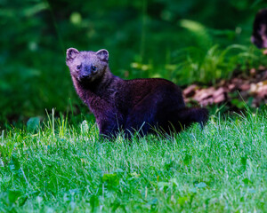 Fisher (Pekania pennant) standing in a clearing in the forest during spring in Wisconsin. 
