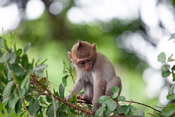 可愛いサル