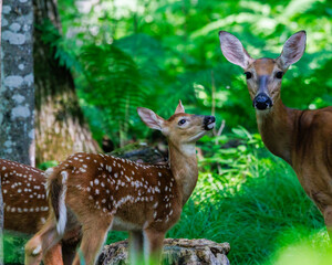 Naklejka na ściany i meble White-tailed deer (Odocoileus virginianus) fawn with spots looking up at its mother in a forest clearing. Selective focus, background blur, foreground blur 