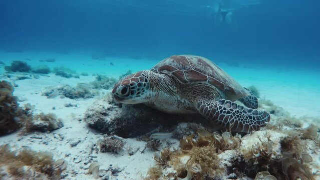 Seahawk turtle on sandy reef bottom of ocean. A floating turtle underwater at bottom with algae in blue tropical water against background swimming woman. Turtle with reef small fish. Slow motion.