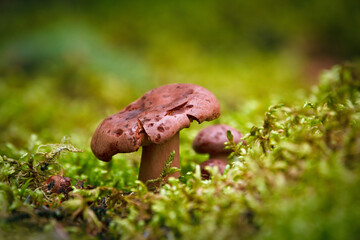 Brown Milkcap mushroom growing  in the mossy forest floor.
