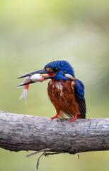 A blue-eared kingfisher bird alcedo meninting looks up in a perched pose looking for food