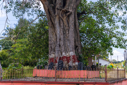 Sacred fig tree near temple in mudigere karnataka india.