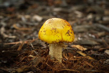 Yellow Fly agaric is growing from under the wood mulch in the yard.