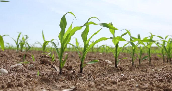 green corn sprouts in the spring season, an agricultural field where corn is grown