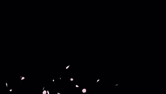 Cherry Blossom  Burst 4 Clip on Alpha Channel. 3D rendering. Cherry blossom 4 clip difference on an alpha channel place on footage or background and easier to adjust color.