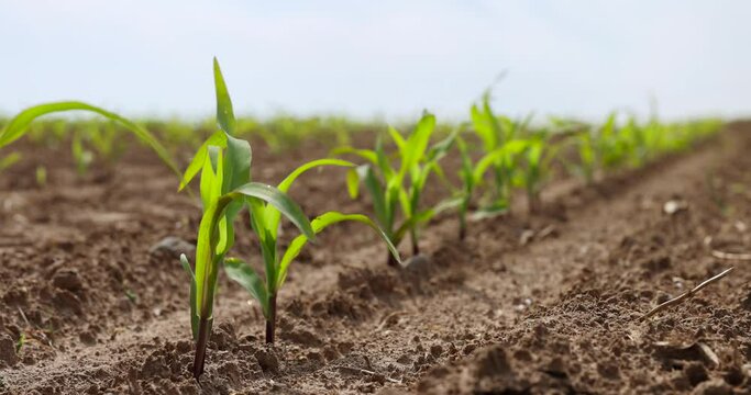 green corn sprouts in the spring season, an agricultural field where corn is grown