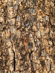 bark of a tree
