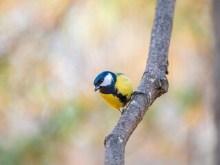 Cute bird Great tit, songbird sitting on the branch with blured background