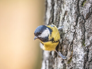 Cute bird Great tit, songbird sitting on the branch with blured background