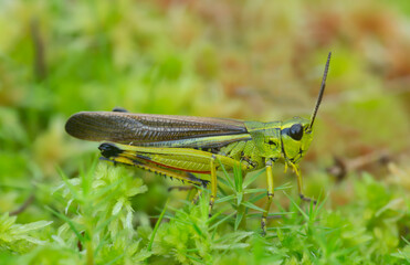 Male large march grasshopper, Stethophyma grossum on moss, macro photo