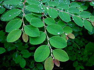Leaves with water