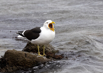 Southern black-backed gull, seagull on the beach with mouth open